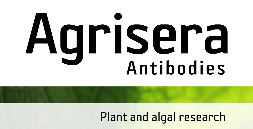 Agrisera MicroRNA相關(guān)研究植物蛋白抗體火熱促銷中！